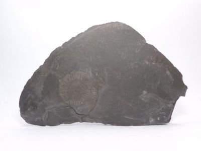 Amonit Dactyloceraz sp. - Holzmaden, Německo Amonit Dactyloceraz sp. - Holzmaden, Německo